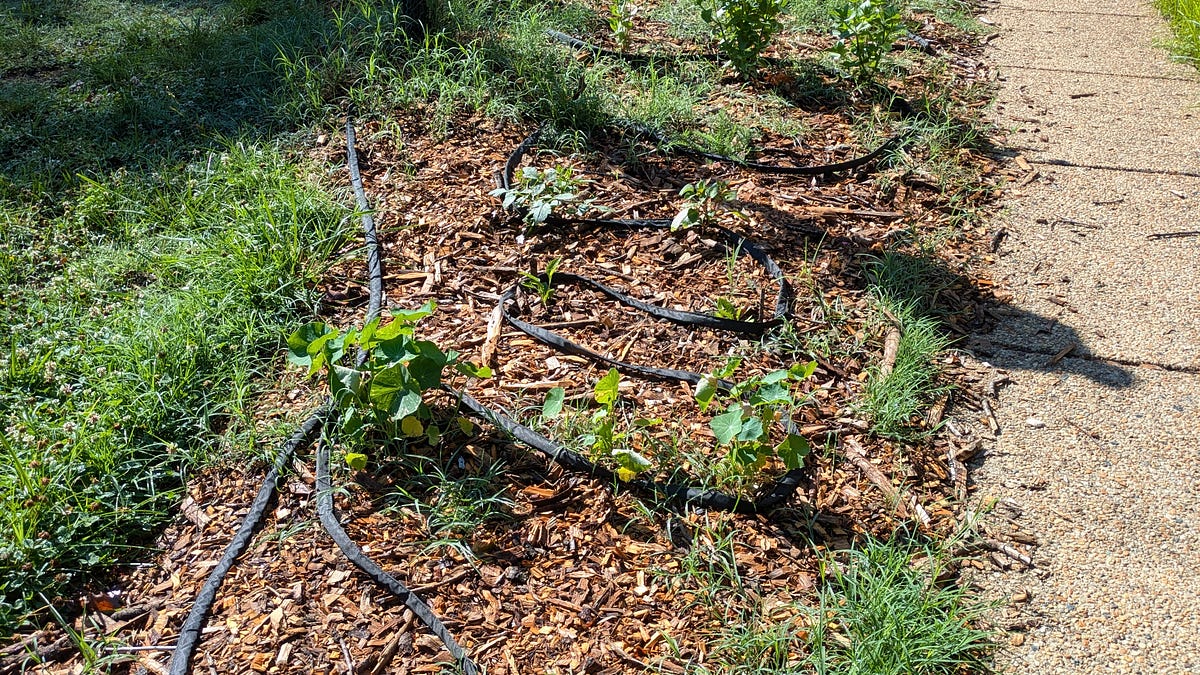 This week on the farm