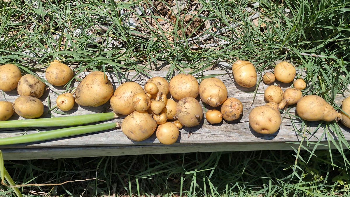 This week on the farm